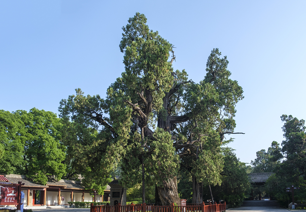 陕西省湟陵县轩辕庙内的一棵柏树被认为是帮助塑造中国历史的传奇君主黄帝所植。  /CFP