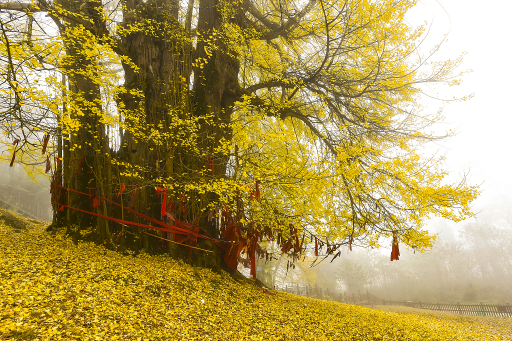 China's oldest gingko tree stands in Guangshun County, Guizhou Province. /CFP