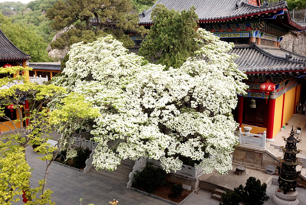 An 835-year-old Chinese fringe tree at the Longdong Temple in Lianyungang City, Jiangsu Province blooms every April. /CFP