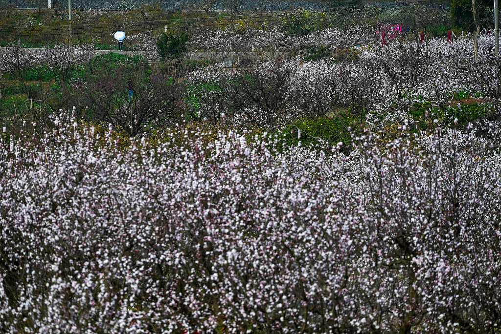 Flowering apricot trees in Xinghua Village, Chengdu City, southwest China's Sichuan Province, March 1, 2023. Wang Qin/Hongxing News