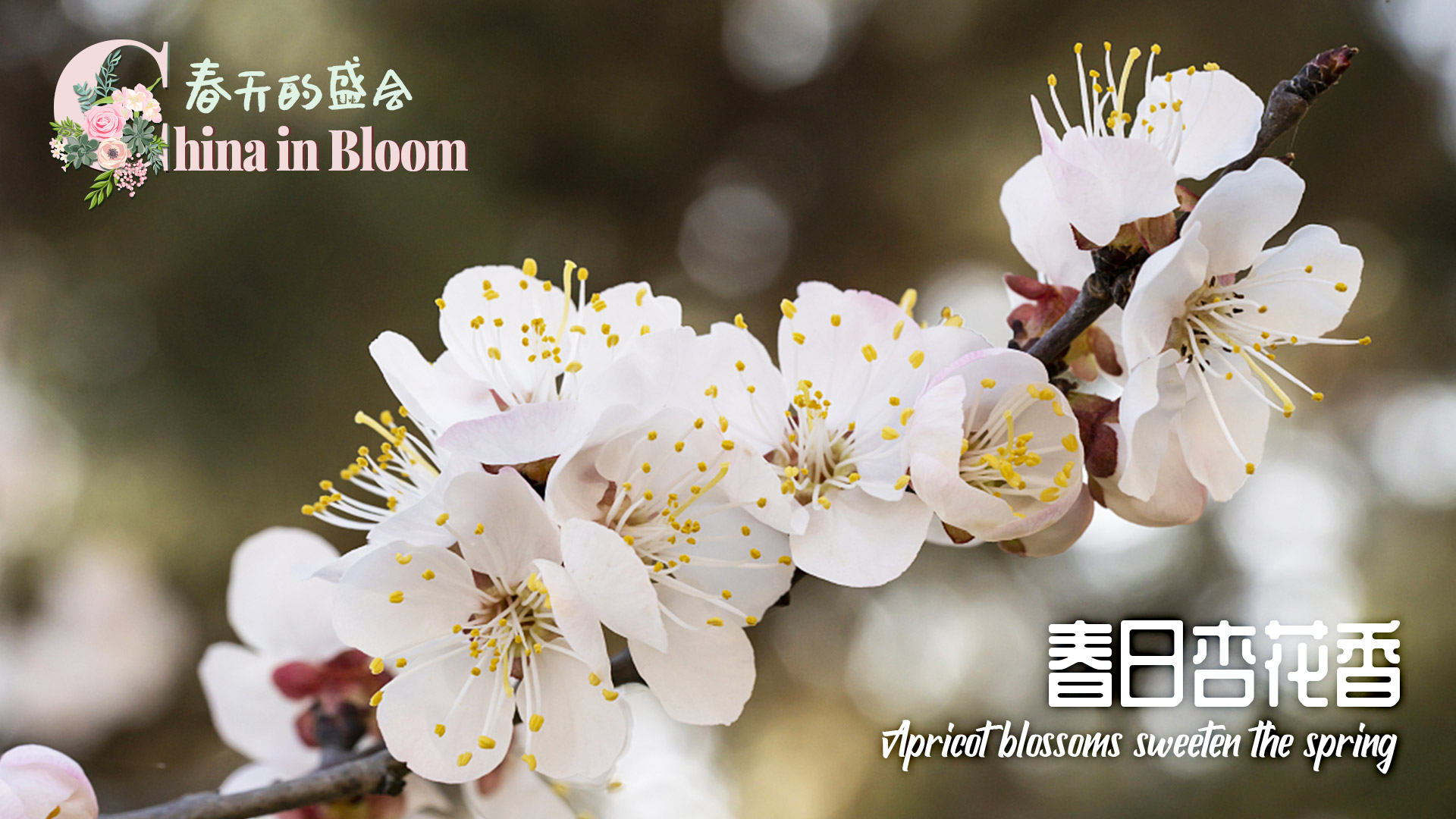 China in Bloom: Apricot blossoms sweeten the spring air