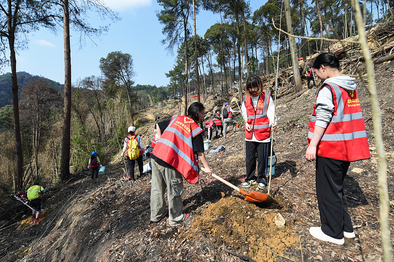 Volunteers plant trees on Jinyun Mountain in southwest China's Chongqing Municipality. /CFP