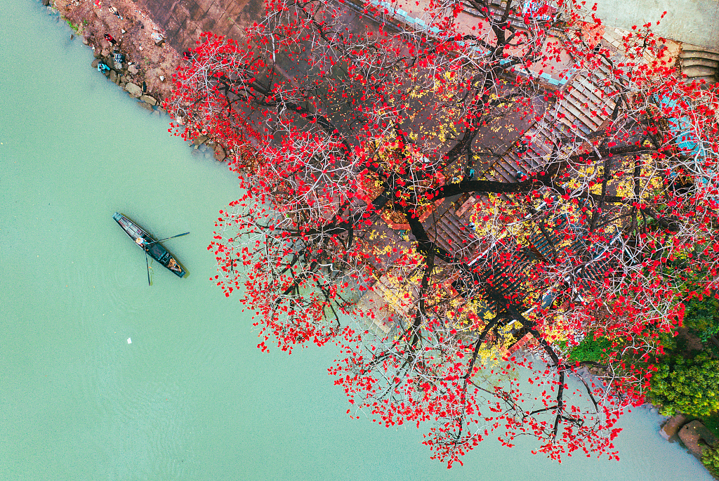 Aerial view of a flowering red silk-cotton tree in Shunde District, south China's Guangdong Province. /CFP