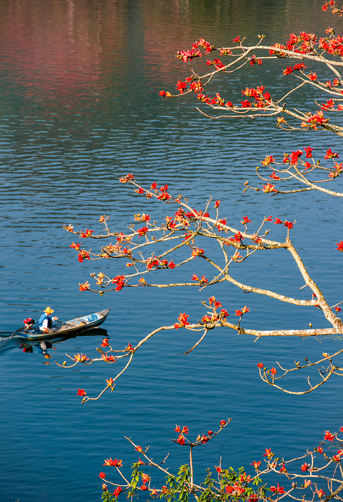 A flowering red silk-cotton tree next to a river in south China's Hainan Province. /CFP