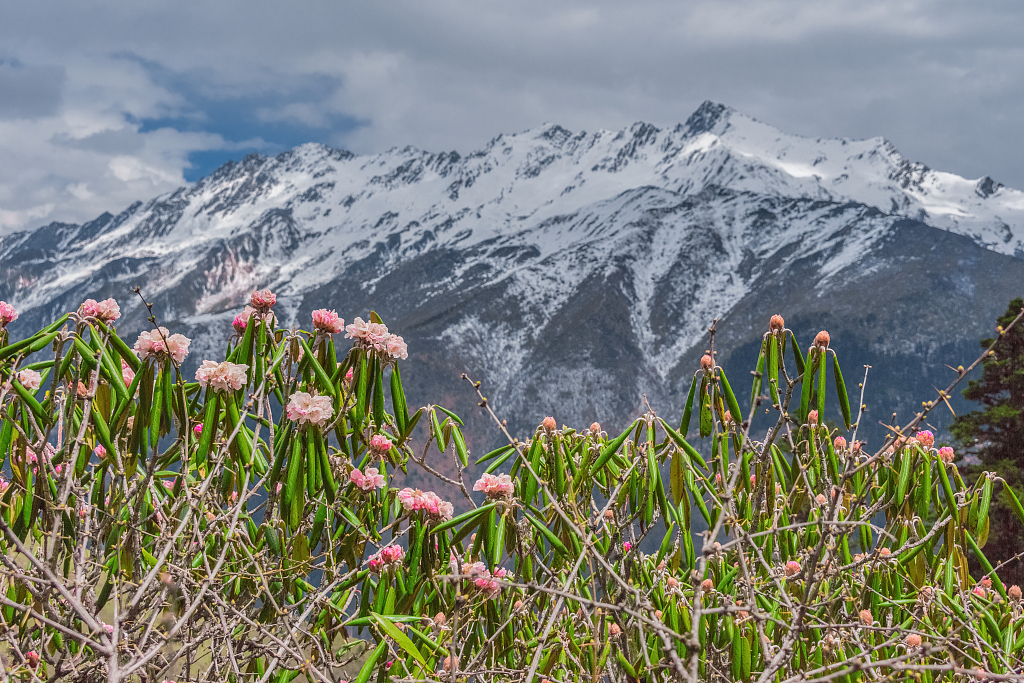 A cluster of flowering rhododendrons in Hengduan Mountains. /CFP
