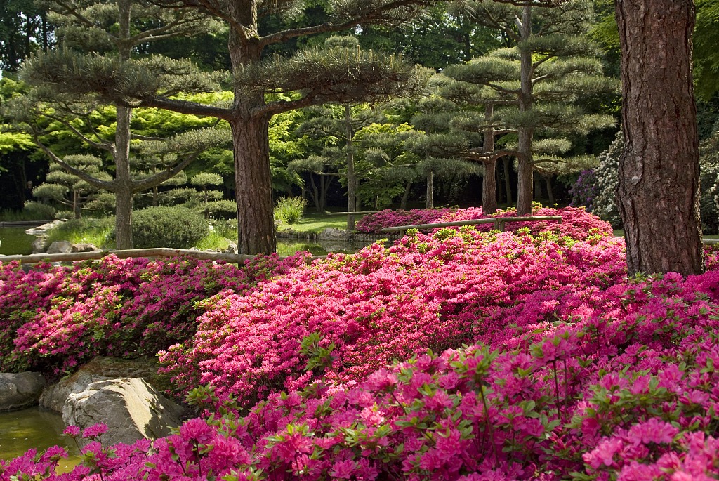 Rhododendrons in a Japanese garden. /CFP