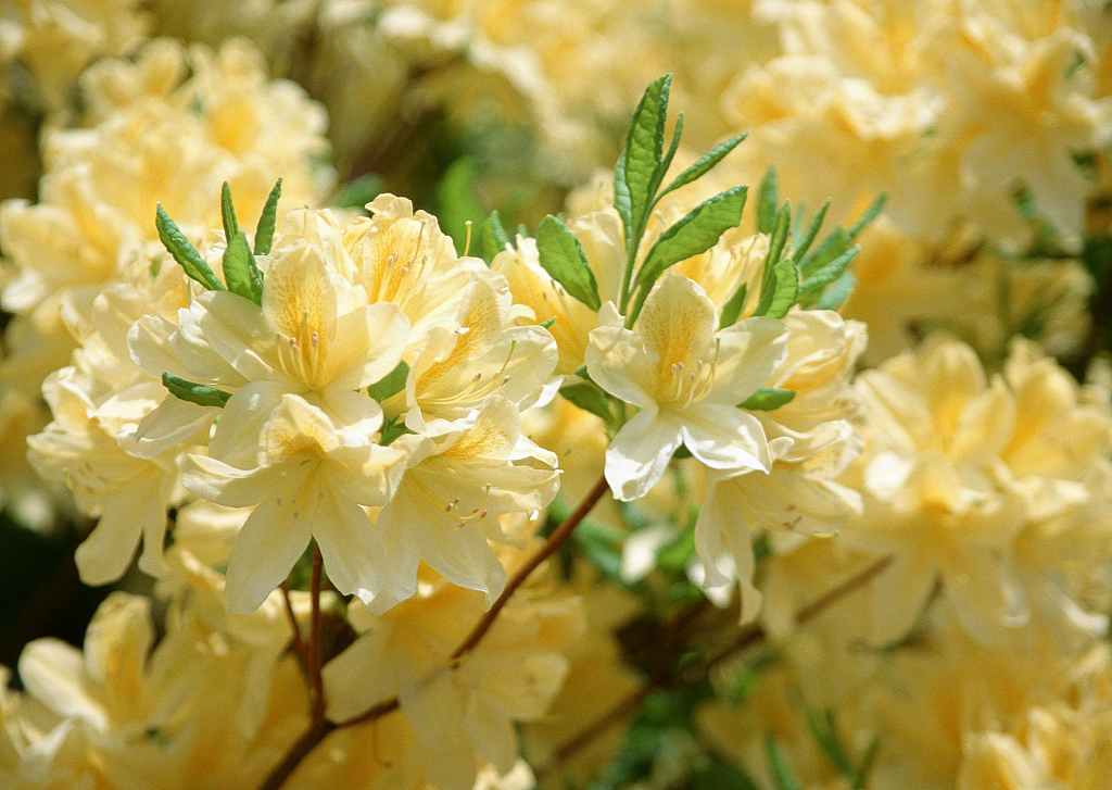 Yellow Rhododendron. /CFP
