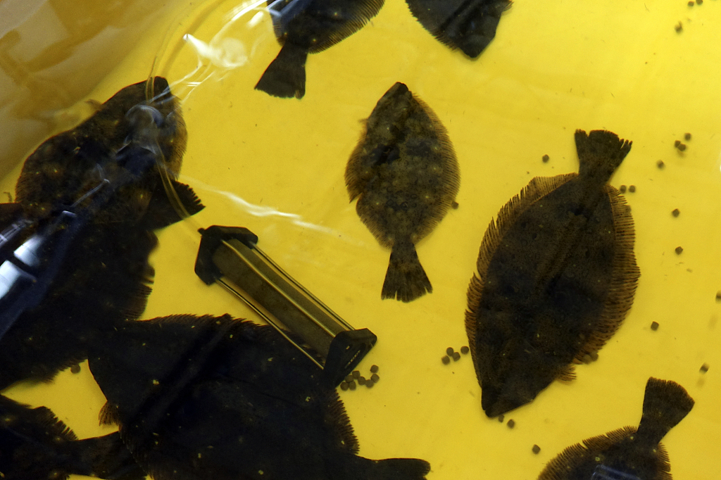 Flounders are raised in a fish tank filled with diluted treated radioactive wastewater at a laboratory at the Fukushima Daiichi nuclear power plant, operated by Tokyo Electric Power Company Holdings, in Okuma town, northeastern Japan, on Feb. 22, 2023./ CFP