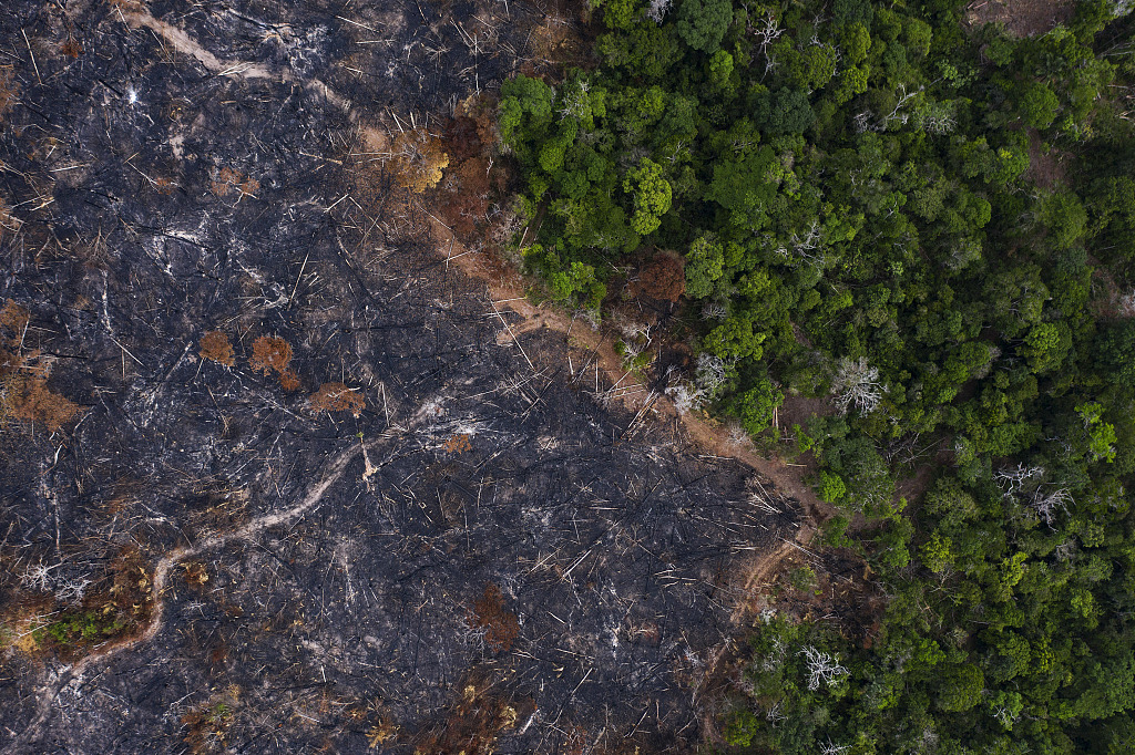 A burned area of the Amazon rainforest is seen in Prainha, Para state, Brazil, November 23, 2019. /CFP