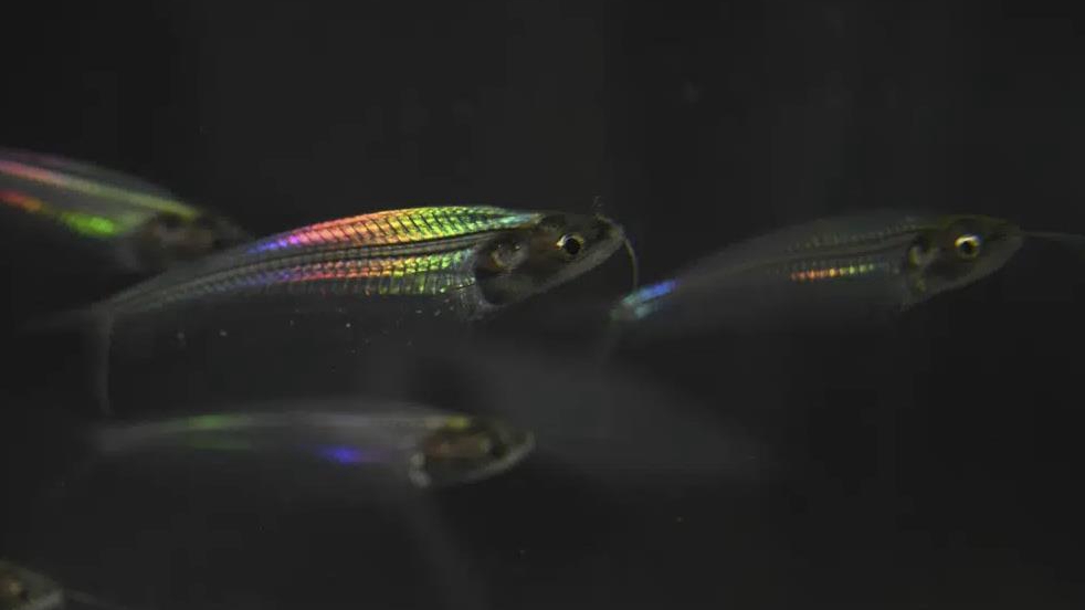 The ghost catfish showing iridescence. /AP