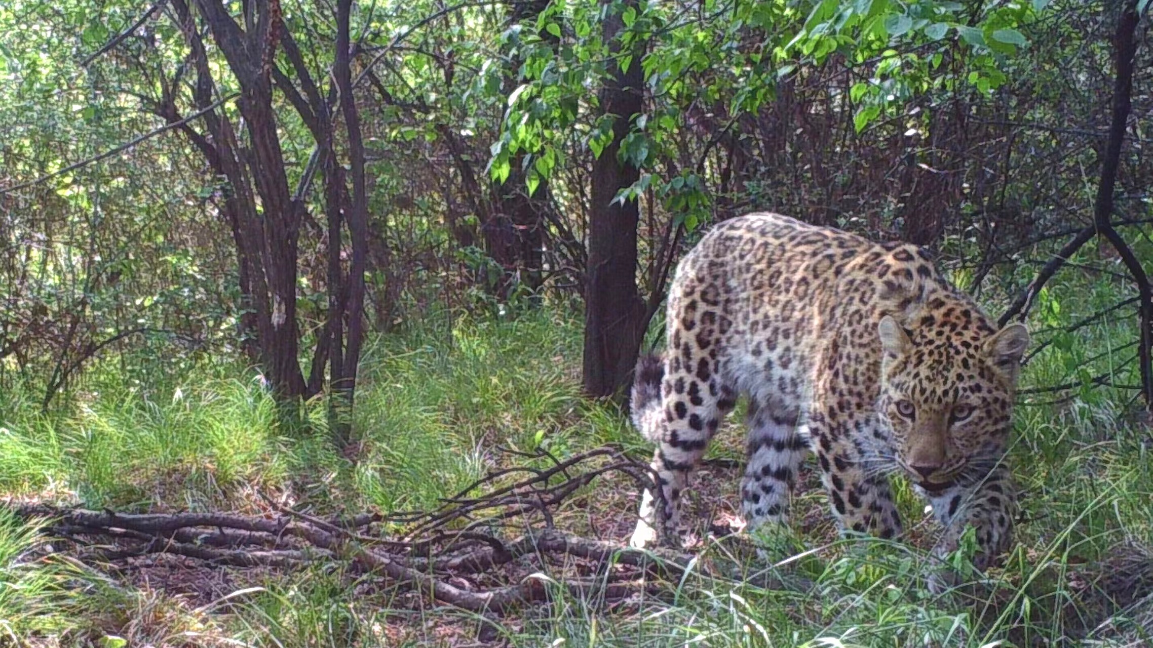 F2, the second female leopard identified by the CFCA, in a forest in Heshun County, Jinzhong City, north China's Shanxi Province, July 2015. /CFCA
