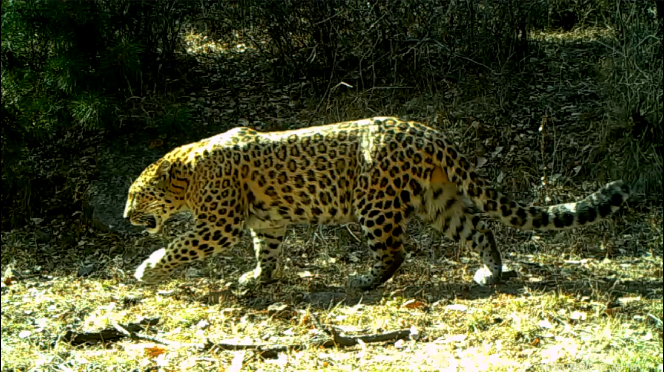 M13, the 13th male leopard identified by the CFCA, in a forest in Heshun County, Shanxi Province, China, January 9, 2021. /CFCA