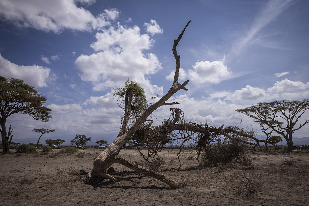 Dry trees stand on Maasia community land near the outskirts of Amboseli National Park in Amboseli, Kenya, December 18, 2022. /CFP