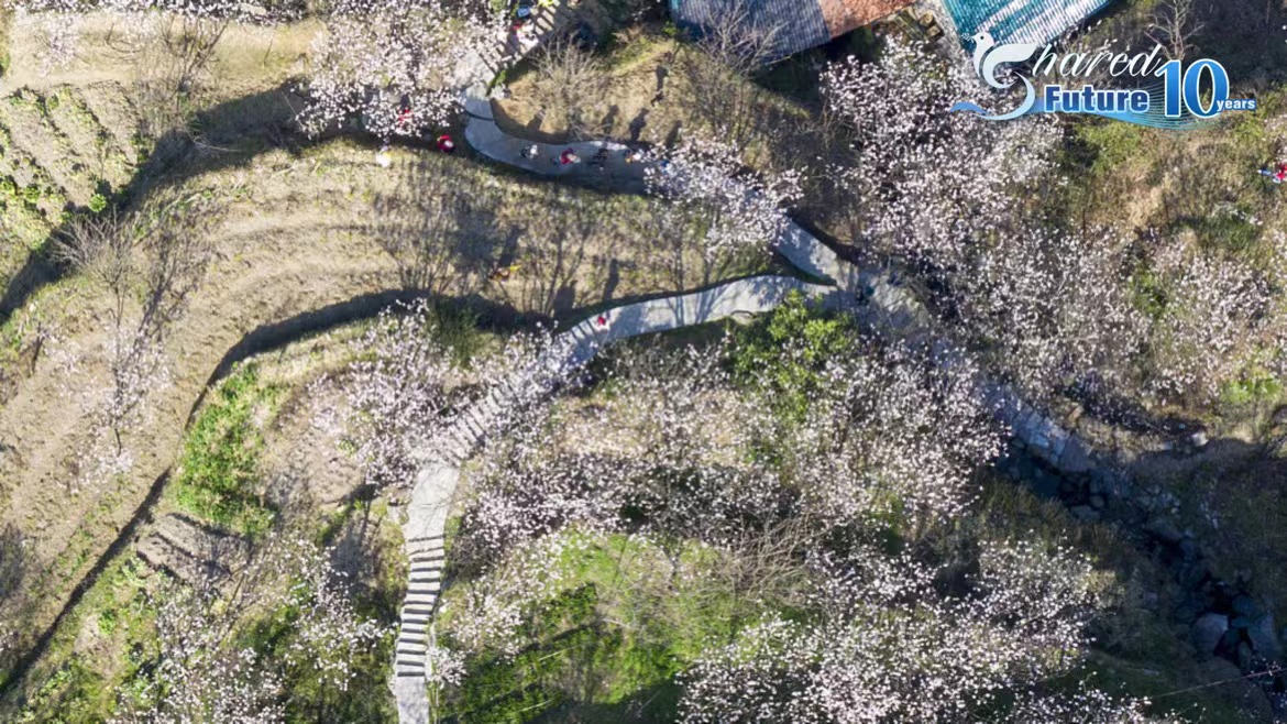 Live: Cherry blossoms adorn E China's Xuanyan Village