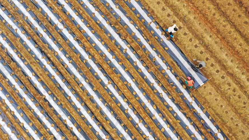 An aerial photo shows farmers mulching a crop field in Xintian County of Yongzhou, central China's Hunan Province, February 18, 2023. /Xinhua 