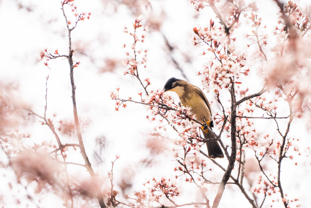 Brown-breasted bulbul pecks at flowers in spring breeze
