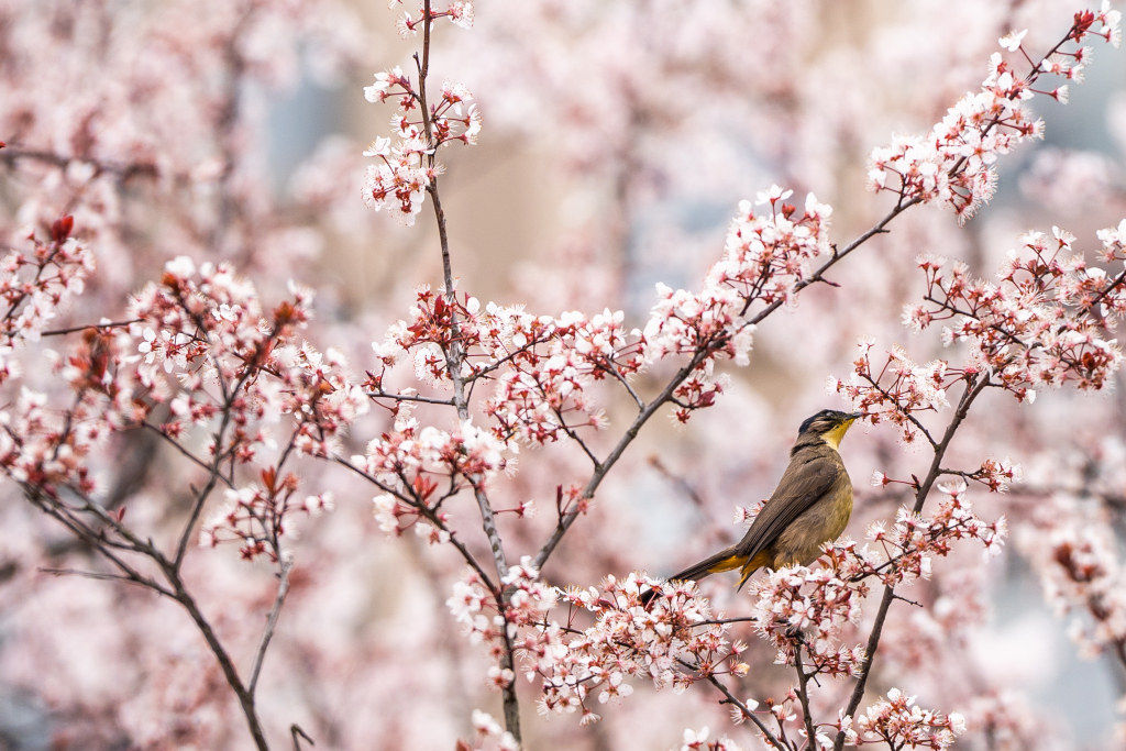 Brown-breasted bulbul pecks at flowers in spring breeze