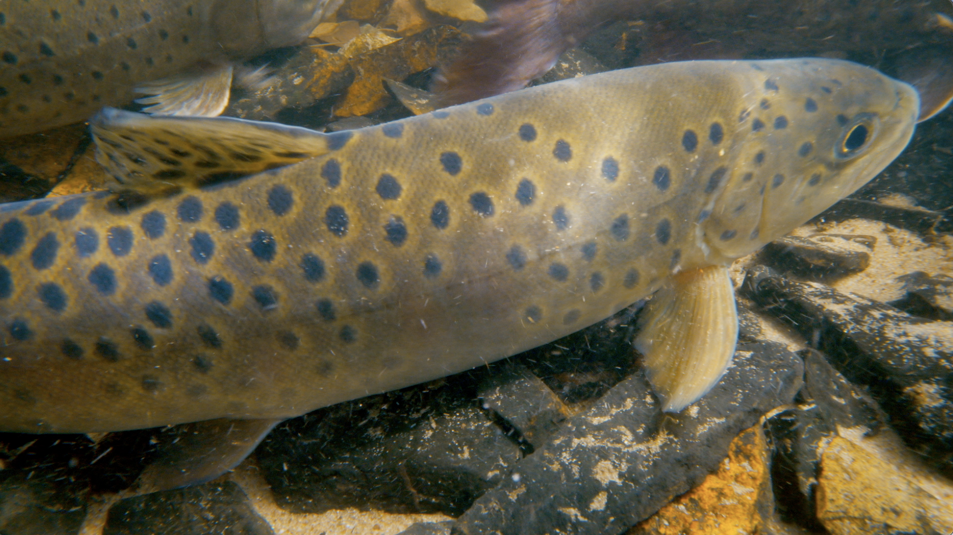 Hebei Weichang Series | Episode 4: Aboriginal lives