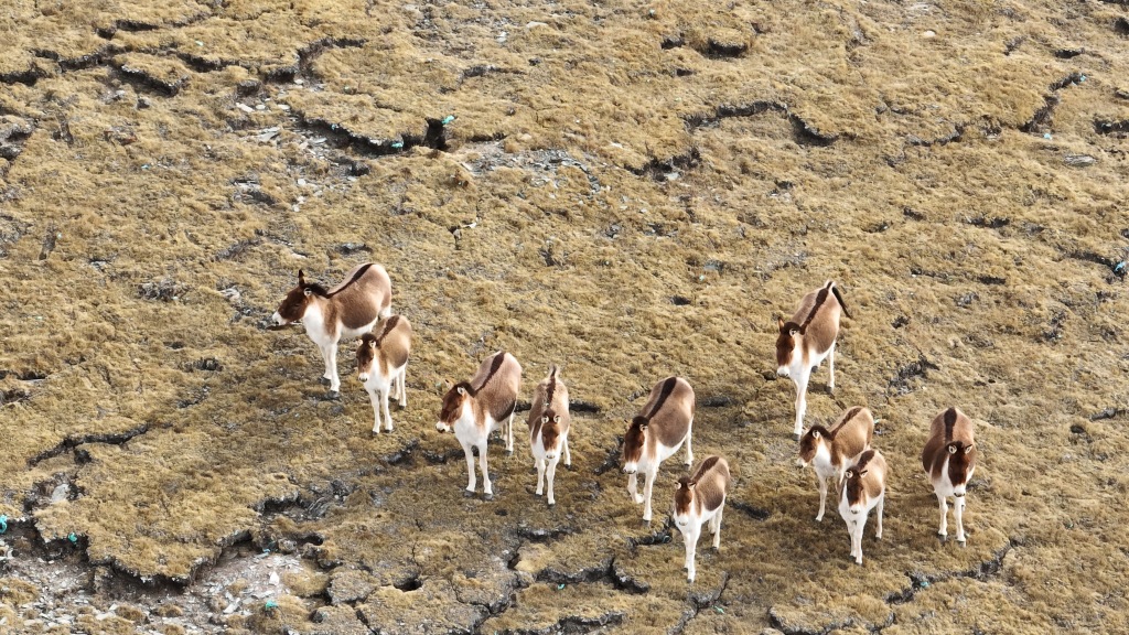 Wild donkeys on the Qinghai-Tibet Plateau, northwest China's Qinghai Province, March 15, 2023. /CFP