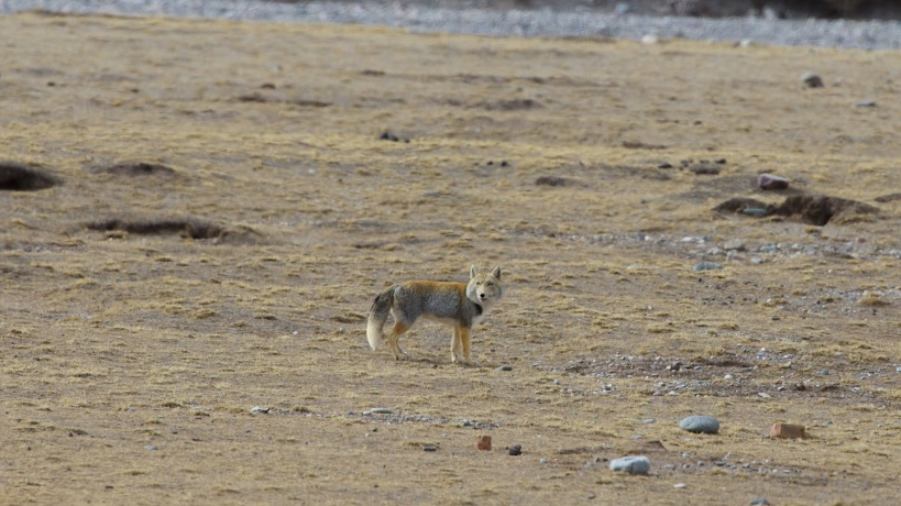 A Tibetan fox on the Qinghai-Tibet Plateau, March 15, 2023. /CFP