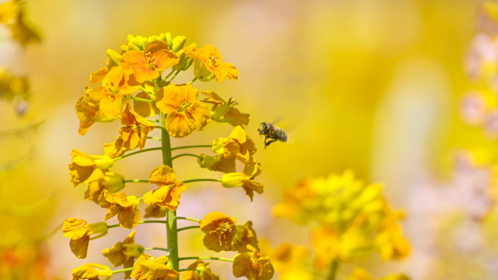 一只蜜蜂在一朵橙黄色的油菜花周围飞来飞去。 