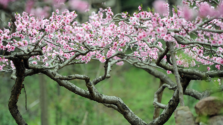 Live: Savor the peach blossoms in SW China - CGTN
