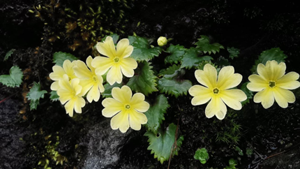 Primula wolongensis. /Photo courtesy to Chengdu Institute of Biology under the Chinese Academy of Sciences.
