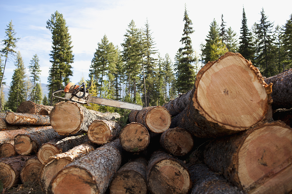 Logging was the biggest cause of mountain forest loss. /VCG