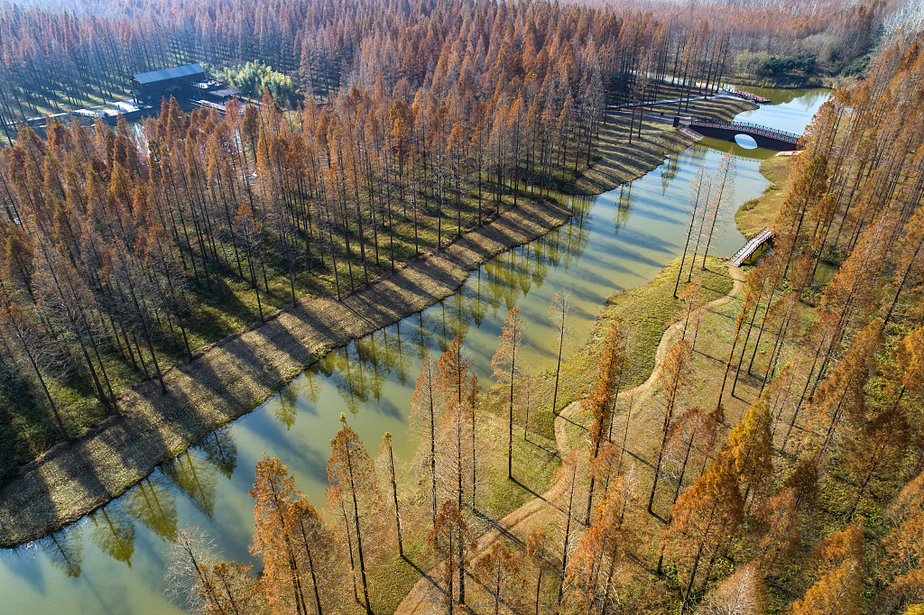 Huanghai National Forest Park in east China's Jiangsu Province. /CFP