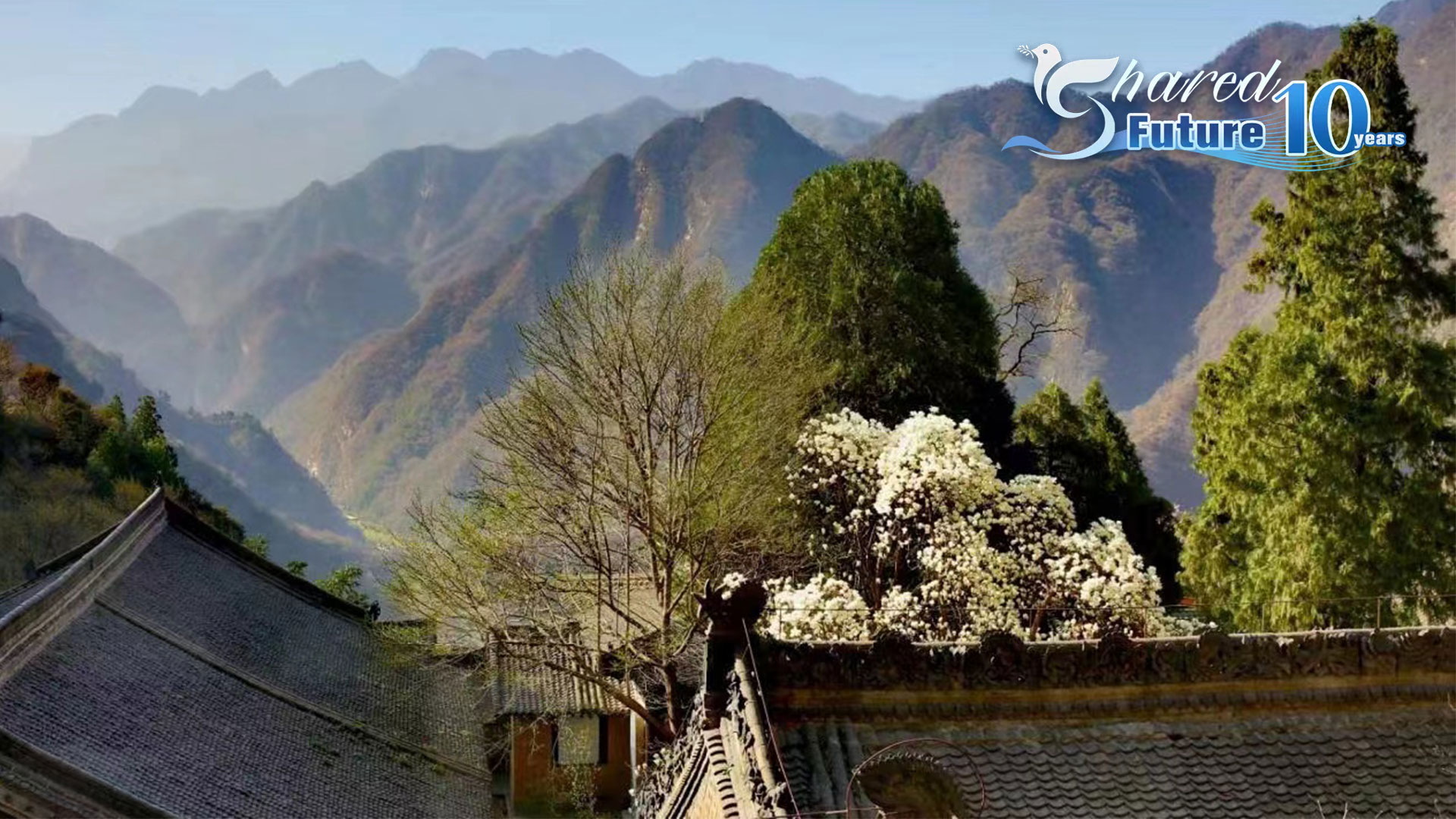 Live: Yulan magnolias herald spring in ancient temple in NW China