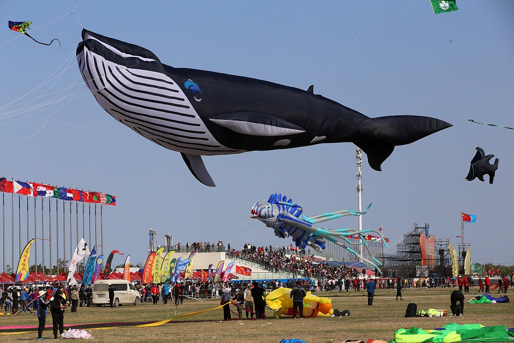 An orca-shaped kite flying at the Weifang International Kite Festival in Weifang, Shandong, April 17, 2021. /CFP