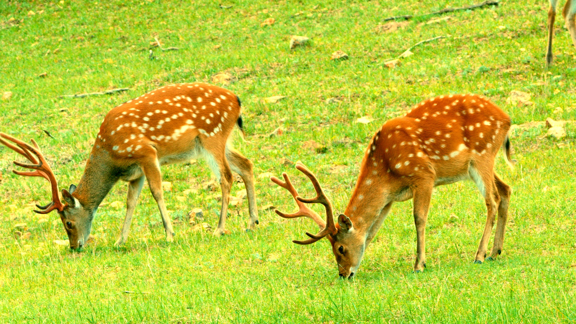 Hebei Weichang Series | Episode 9: Thriving sika deer