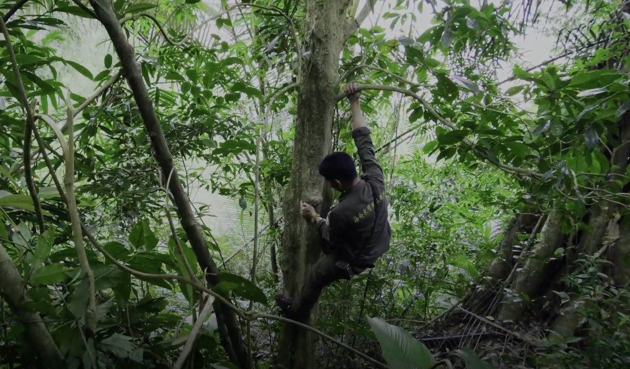 保护区监测员之一李文勇爬树检查红外摄像机，中国海南省霸王岭国家级自然保护区，2019 年。/CGTN Nature