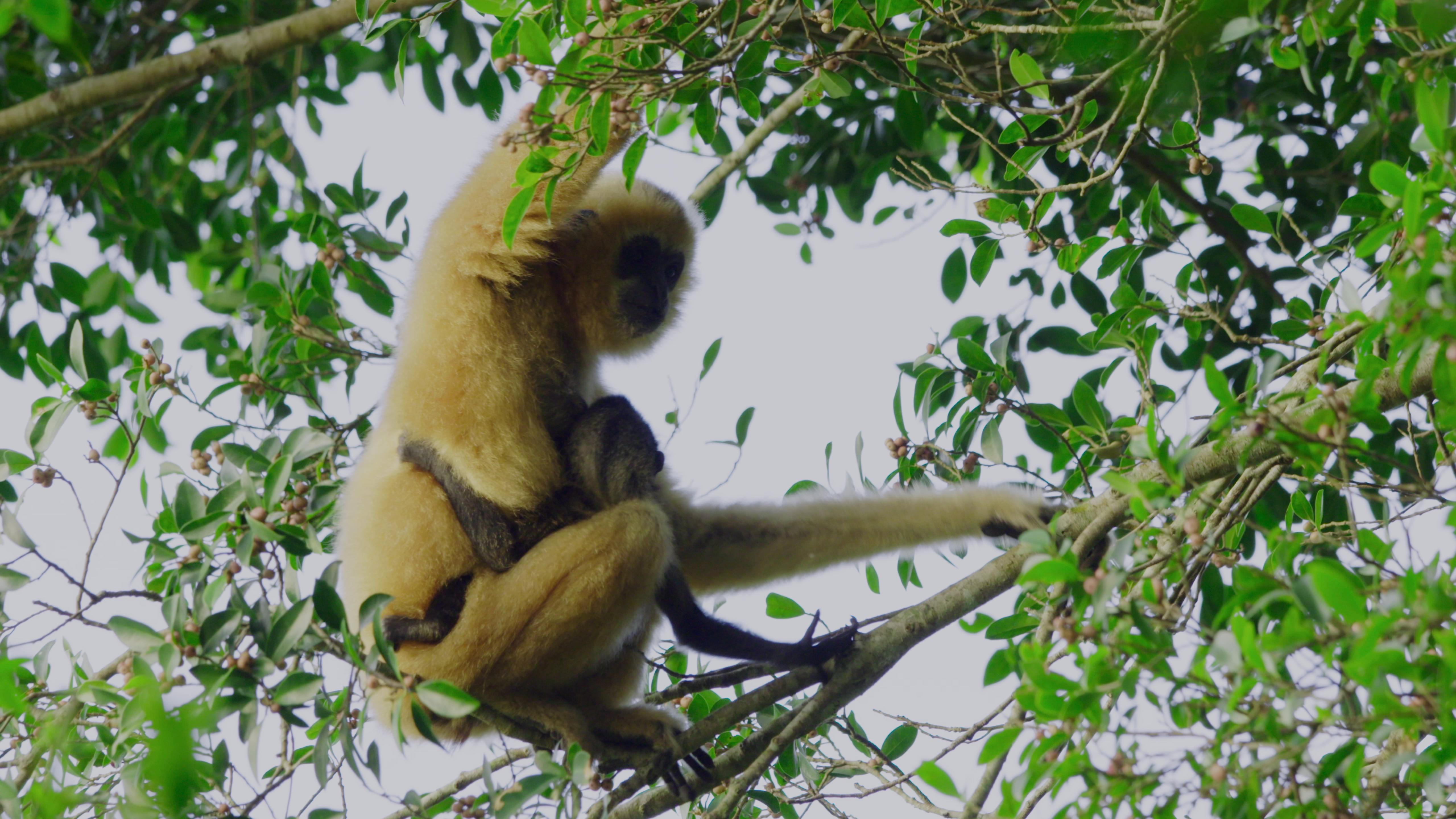 A female and a baby Hainan black-crested gibbon. /CGTN Nature