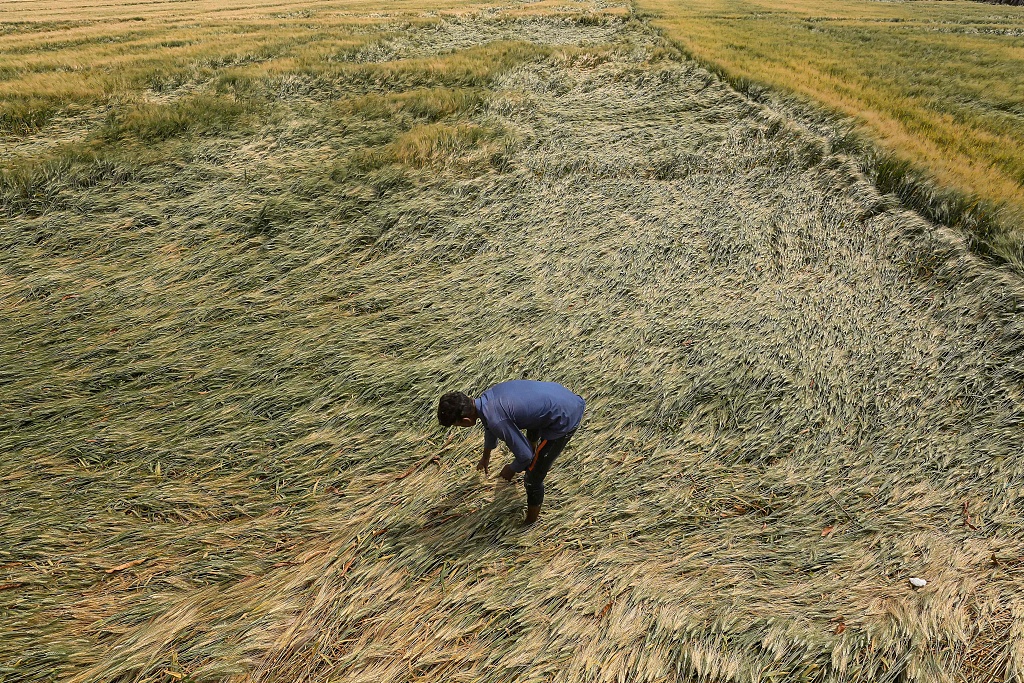 A farmer checks his wheat crop after damage caused by unseasonal rain and hailstorms in Bagli village on the outskirts of Bhopal in Madhya Pradesh state, India, March 19, 2023. /CFP