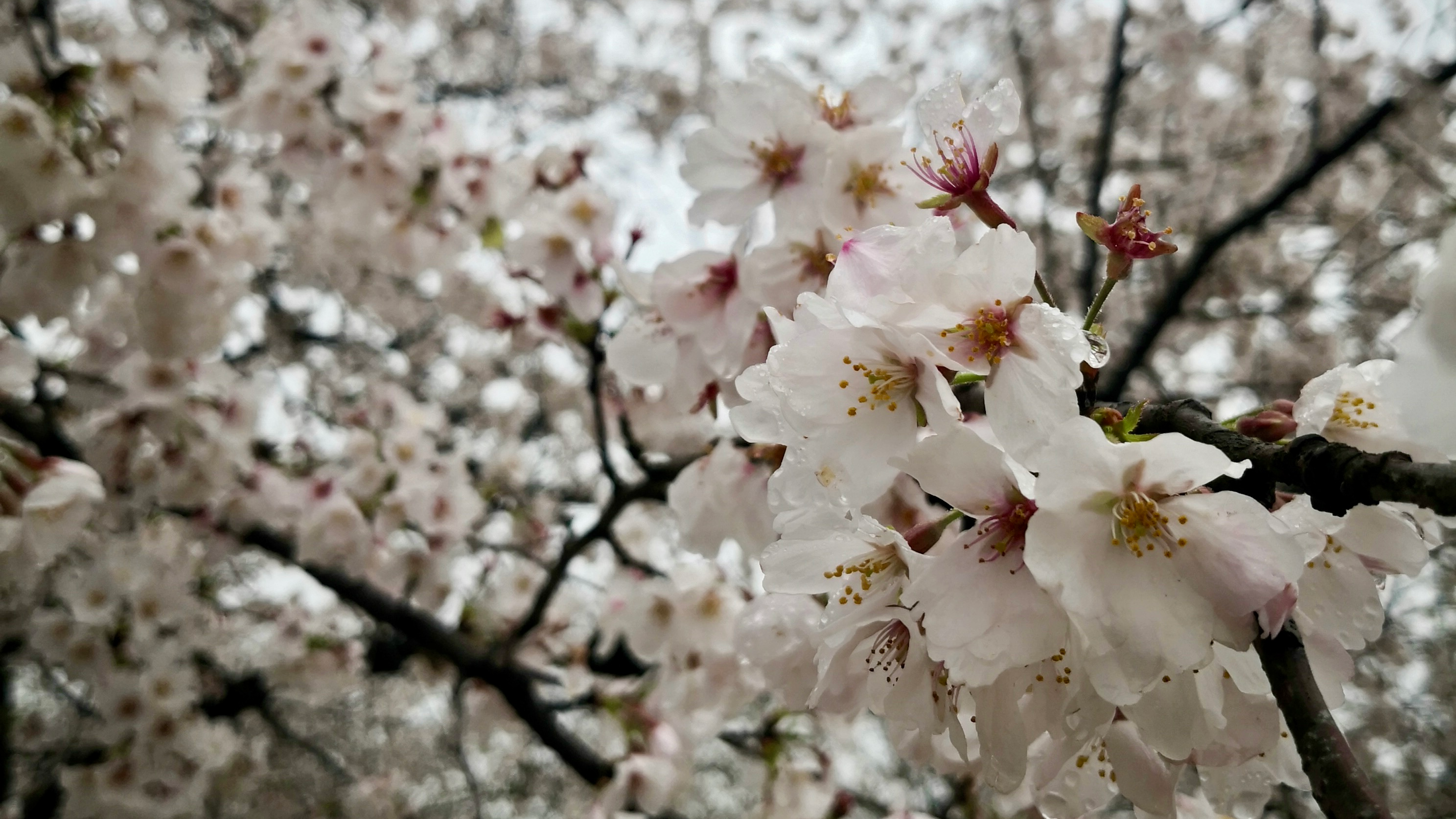 Live: Soaking in a romantic cherry blossom journey in Wuhan