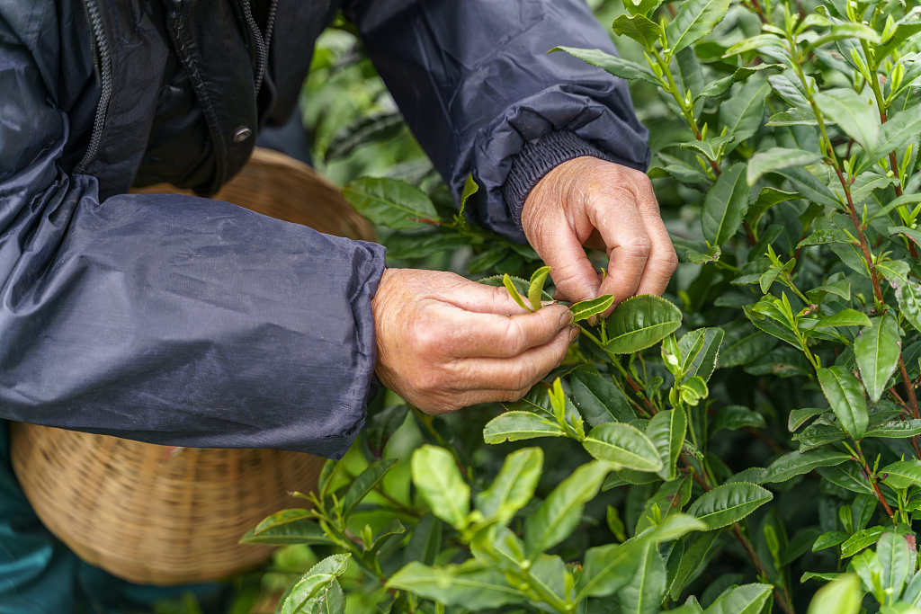 A farmer harvests tea leaves in Hangzhou, east China's Zhejiang Province. /CFP