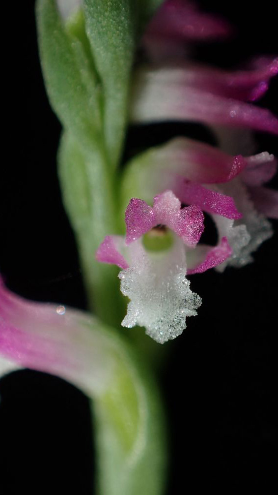 A close look at the Spiranthes hachijoensis (Orchidaceae). /CFP