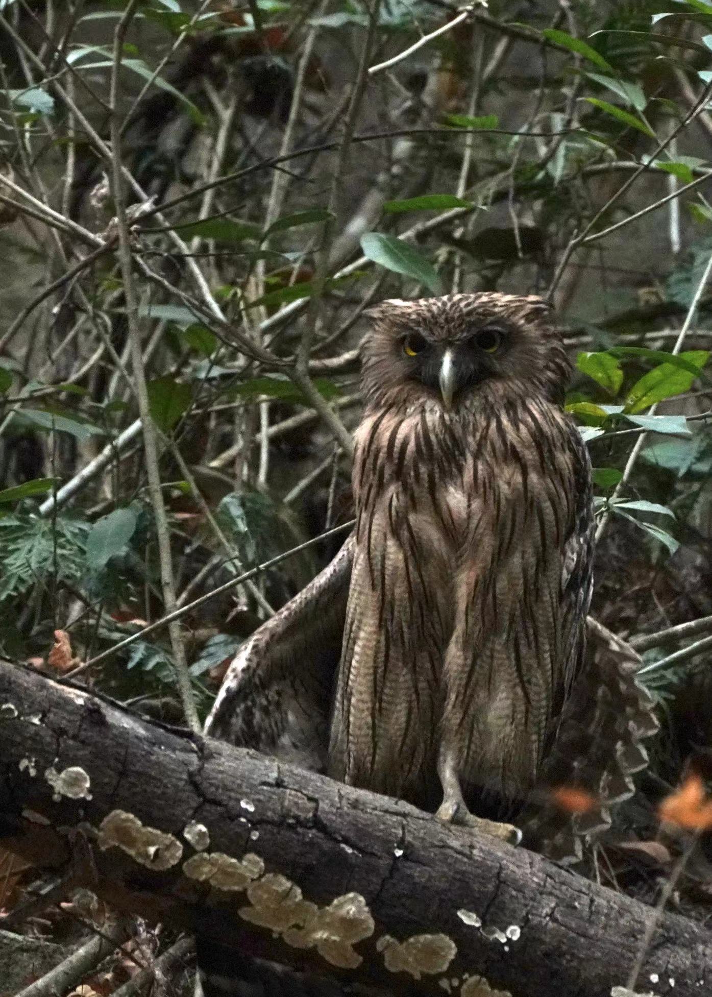 Birdwatcher captures brown fish owls on camera in Shenzhen