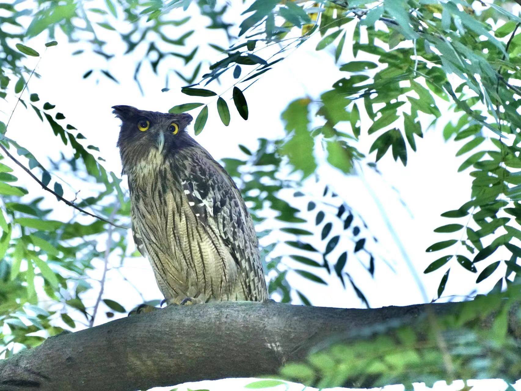 Birdwatcher captures brown fish owls on camera in Shenzhen