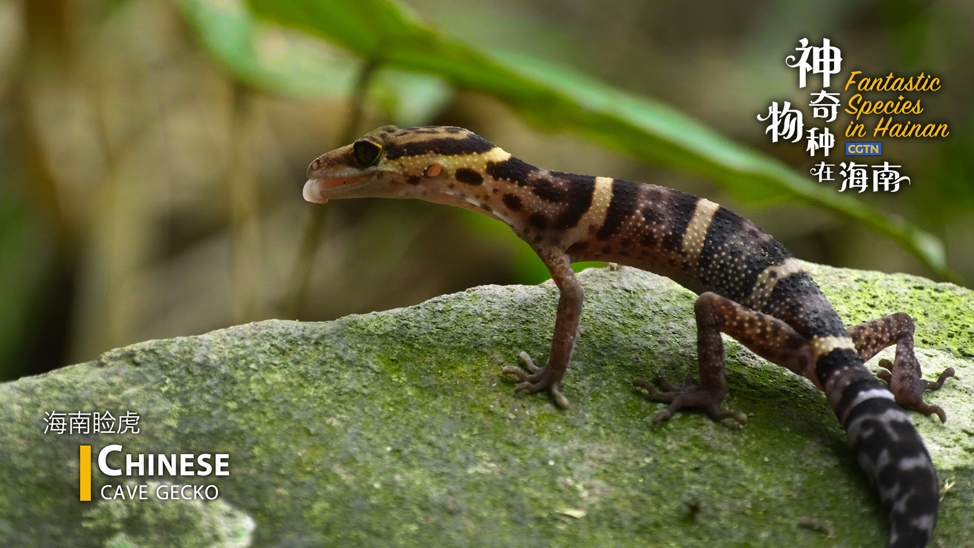 Fantastic Species in Hainan: Find Chinese cave geckos in rock crevices