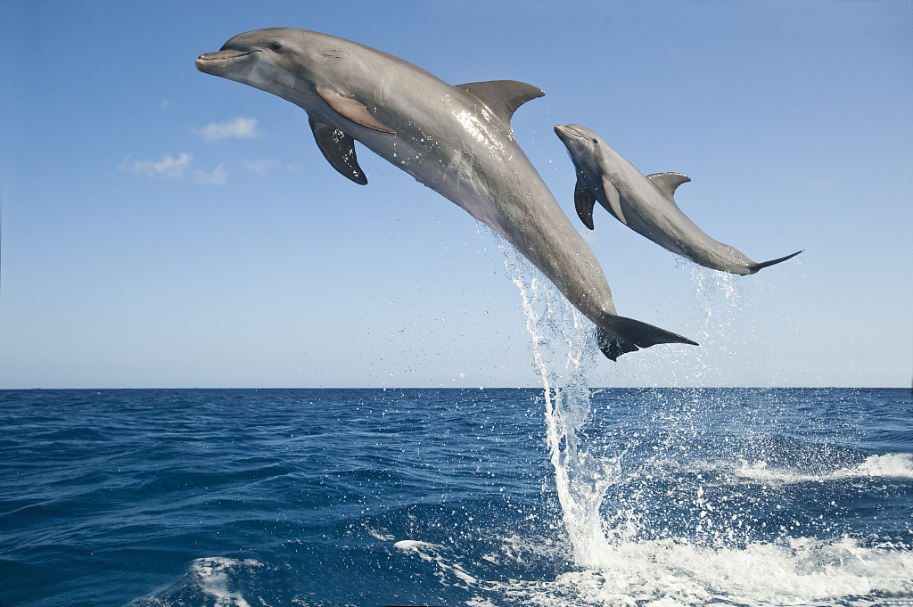 Common bottlenose dolphins jumping from water in Honduras. /VCG 