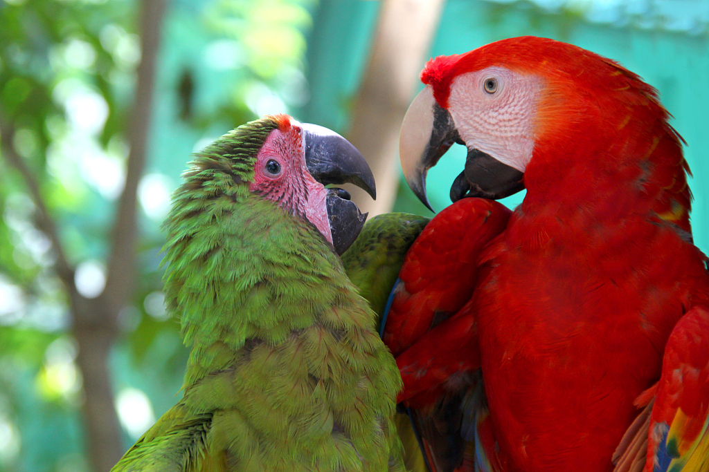 Macaw parrots, Honduras. /VCG