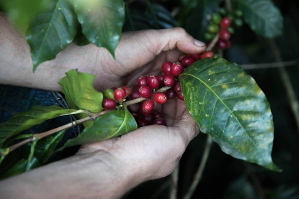 Farmer harvesting coffee fruits in Honduras. /VCG