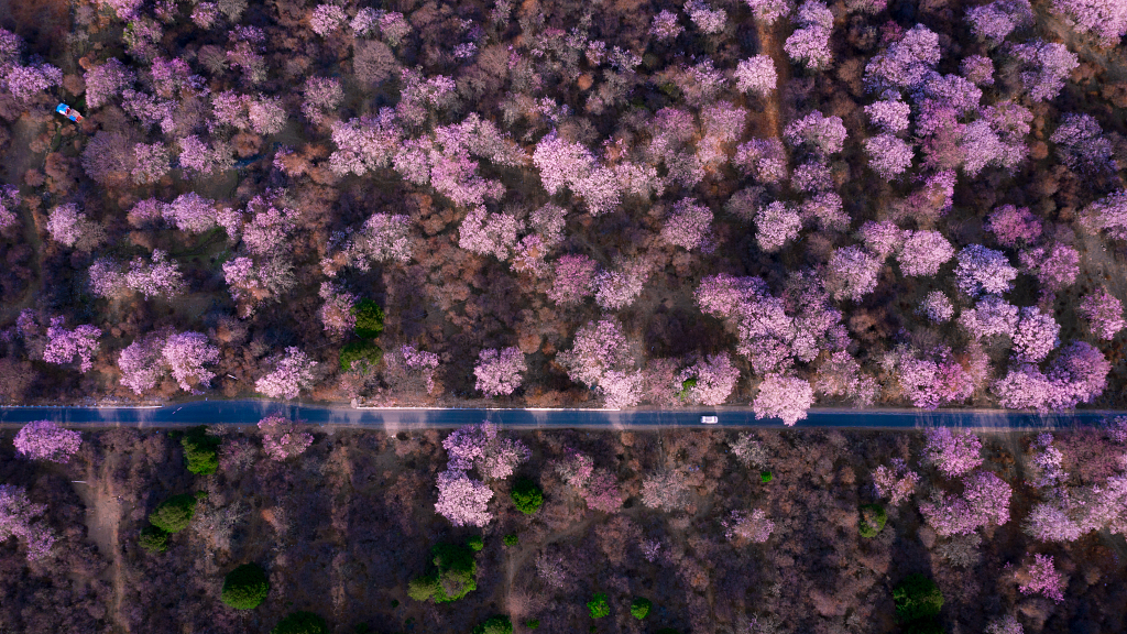 Live: Enjoy Nyingchi peach blossoms in southwest China's Tibet – Ep. 4