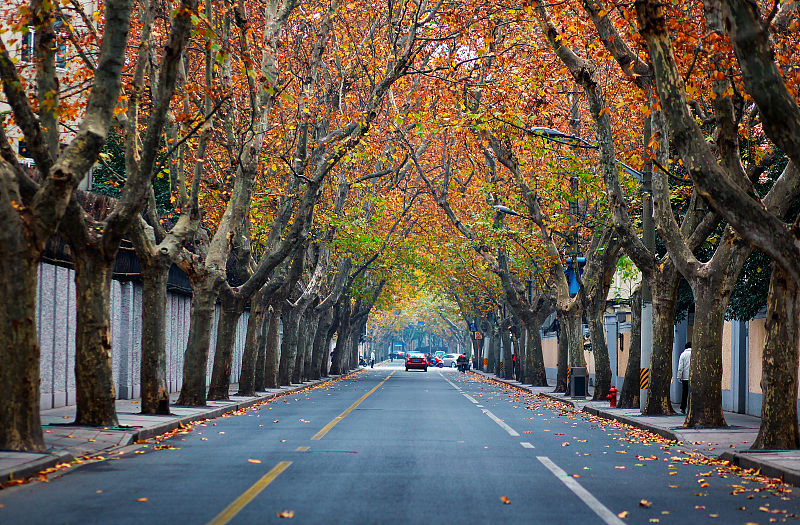 A view of the tree-lined Wukang Road in Shanghai. /CFP