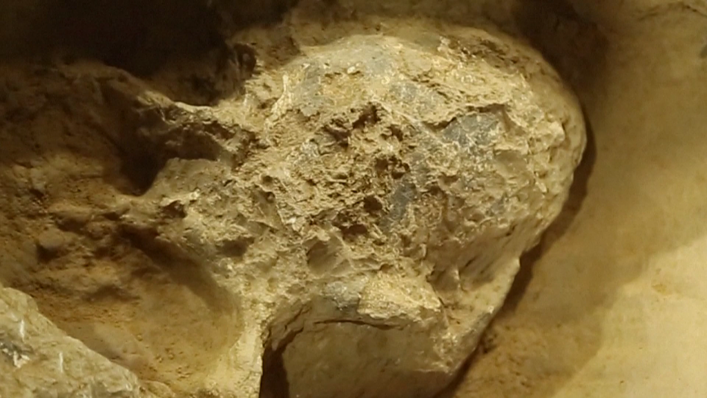 Homo erectus skull fossils unearthed in the Xuetangliangzi Site in Shiyan, Hubei. /CFP