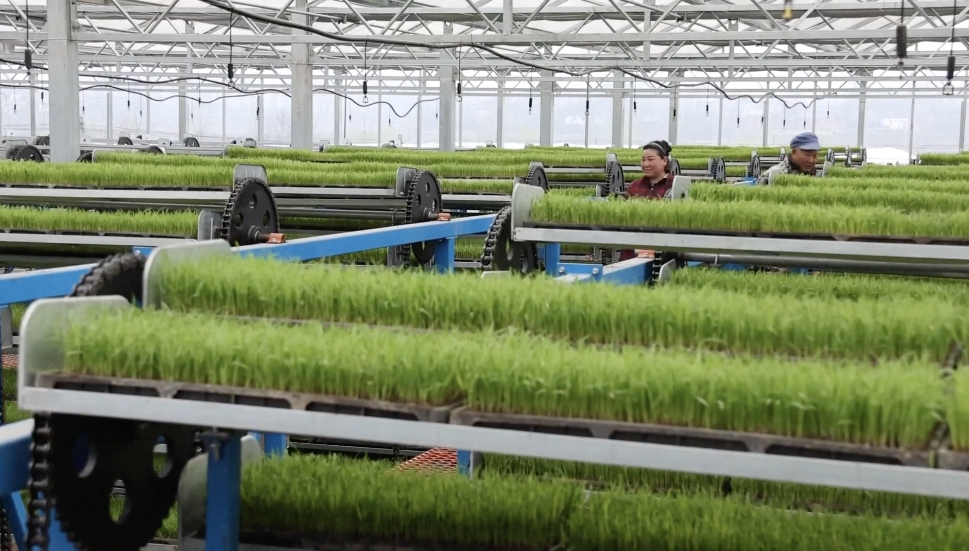 Sensible applied sciences assist facilitate spring farming throughout China