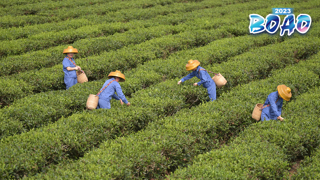 Live: Explore Baisha Natural Tea Garden Town in S China's Hainan