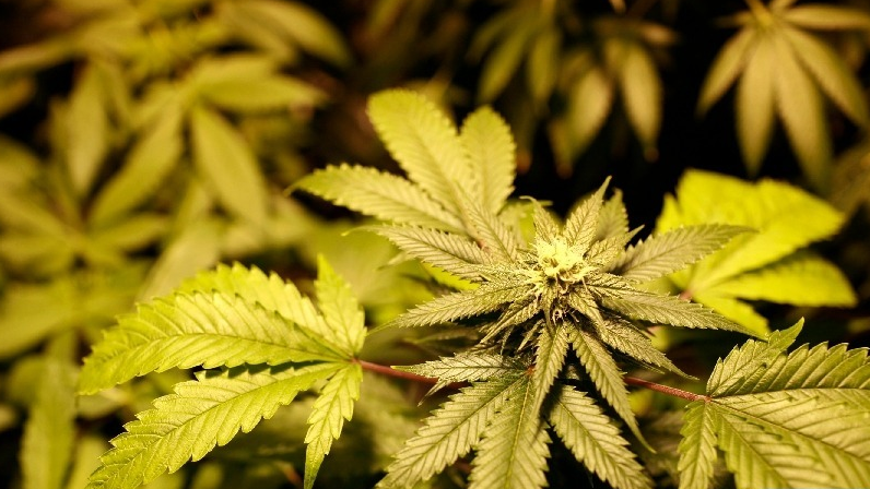 A marijuana plant. /Xinhua 